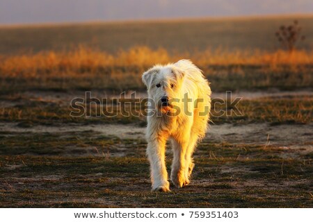 [[stock_photo]]: White Romanian Shepdog On Lawn