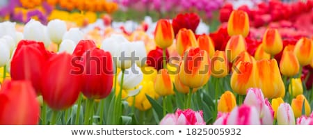 [[stock_photo]]: Colorful Dutch Tulips In Closeup