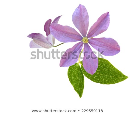 ストックフォト: Purple Clematis Flower