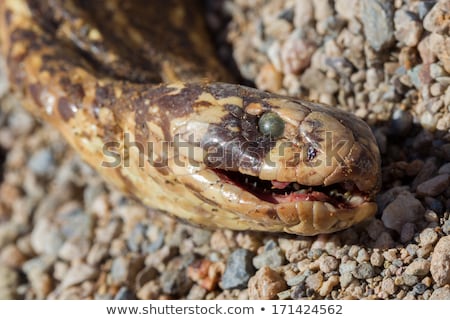 [[stock_photo]]: Roadkill - Horned Adder Snake On A Gravel Road