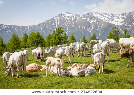 Stock fotó: Free Calf On Italian Alps
