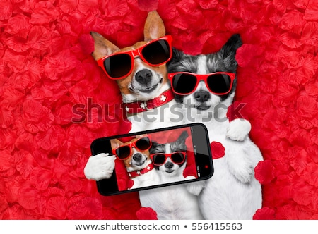 Foto d'archivio: Dog Love Rose Valentines Selfie