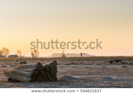 Foto stock: Cane Cultivation Mill Tractor Giethoorn