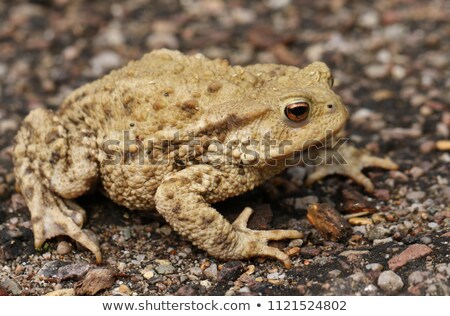Foto d'archivio: Large Bufo Bufo On The Ground