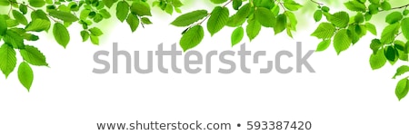 Stock photo: Green Leaves In Springtime Nature Background