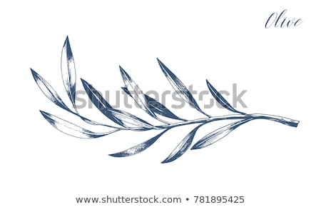 Foto stock: Agricultural Olive Tree Branch Monochrome Vector