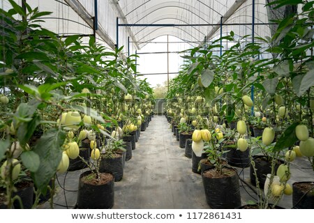 Stockfoto: Pepino Plants At Spacious Greenhouse