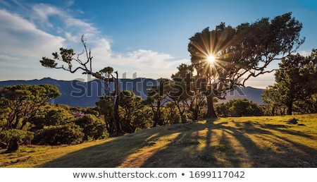 Сток-фото: Mystical Fanal Laurisilva Forest At Madeira Island Portugal