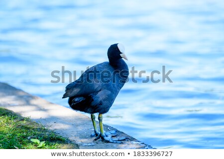 Stockfoto: Ducks Geese And Coots Swimming On A Pond