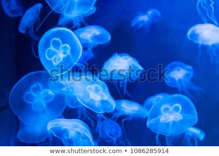 ストックフォト: Moon Jellyfish Aurelia Aurita In The Red Sea