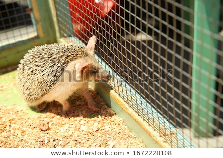Stok fotoğraf: Hedgehog In The Cage