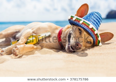 Stock fotó: Drunk Mexican Dog