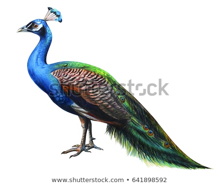 Foto stock: Peacock Portrait Drawn Illustration