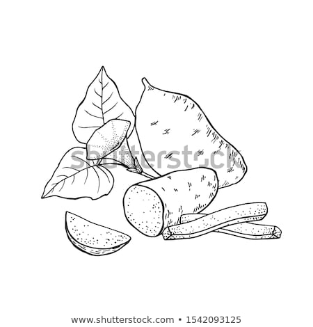 Foto stock: Sweet Potato Or Ipomoea Batatas Vintage Engraving