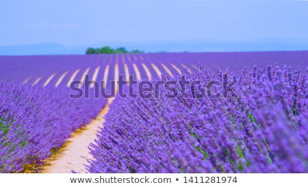 ストックフォト: Lavender Bushes In Long Lines