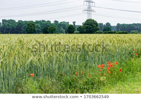 Stock fotó: Abstract Composition Of Barley Field In Sunset