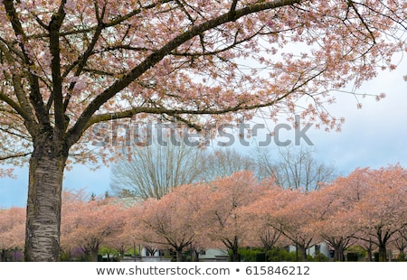 Stock fotó: Cherry Blossom Trees Full Bloom In Salem Oregon