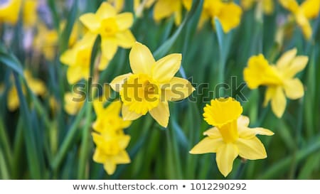 Сток-фото: Daffodils