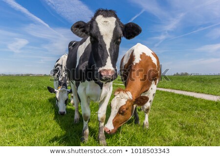 Foto stock: Three Dutch Cows In The Farmland Near Groningen