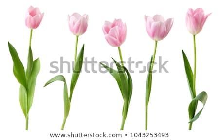 Zdjęcia stock: óżowe · tulipany