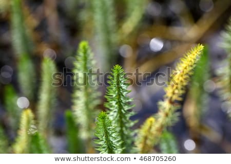 ストックフォト: Mares Tail Aquatic Plant