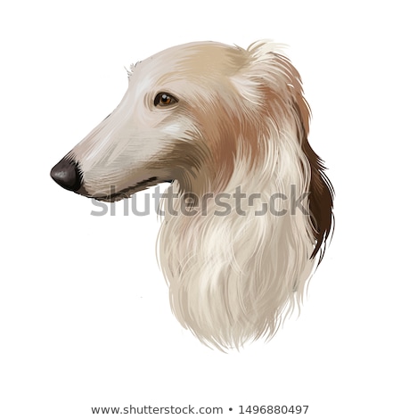 Stock photo: Borzoi Or Russian Wolfhound