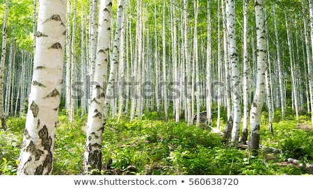 Foto d'archivio: Birch Trees In A Summer Forest