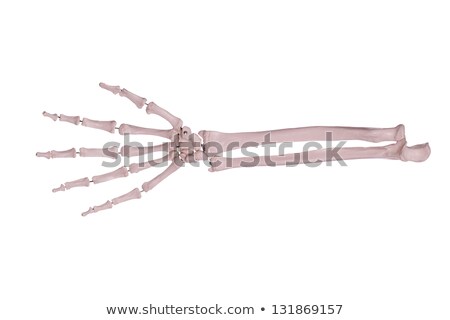 Count5 - Hand And Arm Of Bones Stock foto © pterwort