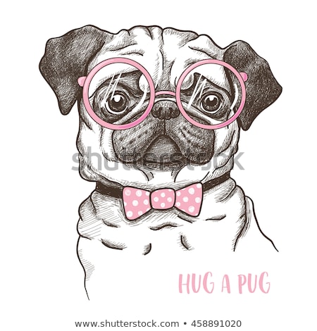 商業照片: Cool Pug Dog