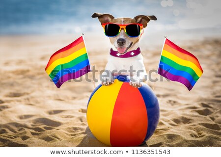 ストックフォト: Gay Marriage Dog