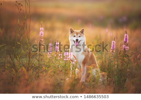 Stockfoto: Akita Inu