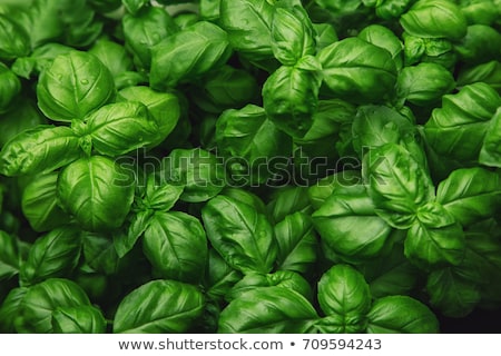 Stockfoto: Fresh Basil