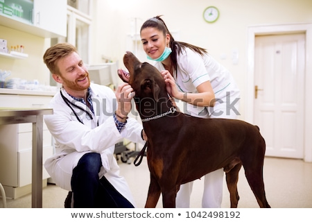 Foto d'archivio: Woman Veterinarian Holding A Dog In Veterinary Office