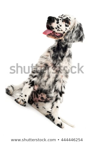 商業照片: English Setter Relaxing In A Photo Studio