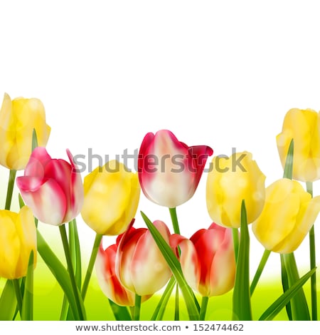 [[stock_photo]]: Pink Tulips Border Eps 10