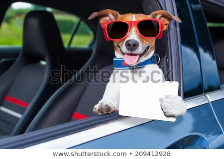 Stok fotoğraf: Dog Drivers License Driving A Car