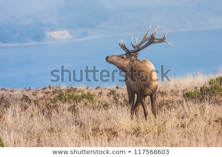 Foto stock: Sin Ttulo