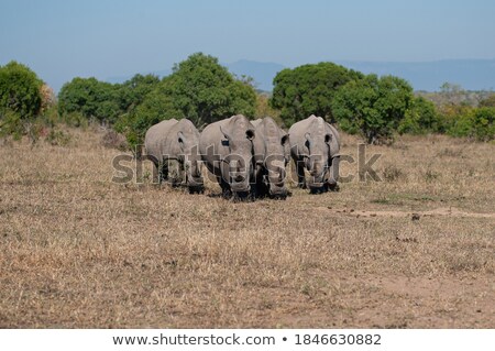 Stok fotoğraf: African Nature Theme Image 4