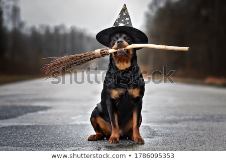 ストックフォト: Rottweiler And Witch