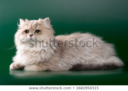 Stock photo: Young Longhair Cat