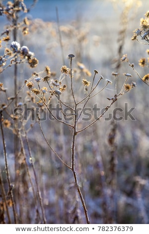 Stock photo: Frozen Plants In Meadow With Backlight In Wintertime