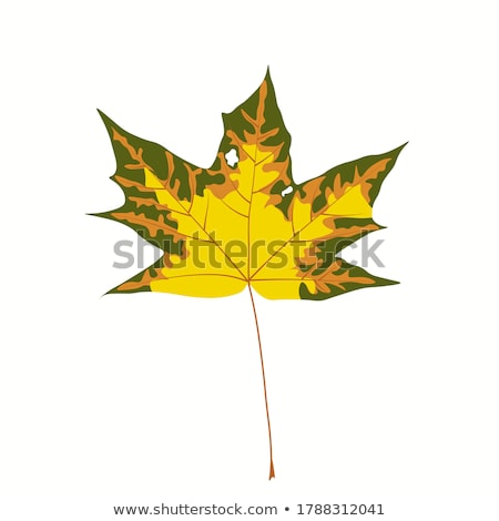 Сток-фото: Autumn Maple Branch With Leaves Isolated On A White Background