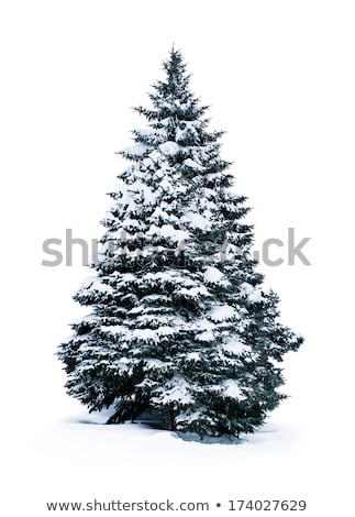 Stock photo: Fir Trees Covered With Snow