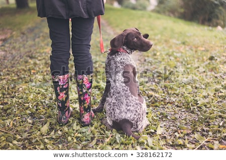 商業照片: Dog Ready For A Walk In Rain