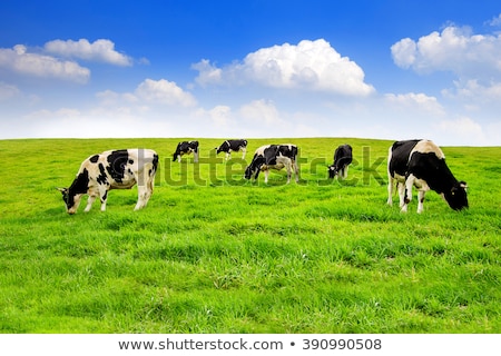 Сток-фото: Black Cow In Green Pasture