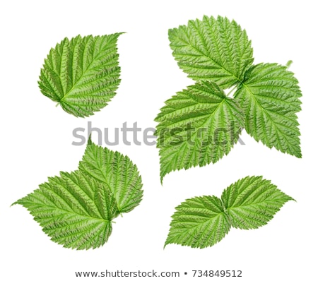 Foto stock: Fresh Raspberry With Leaves