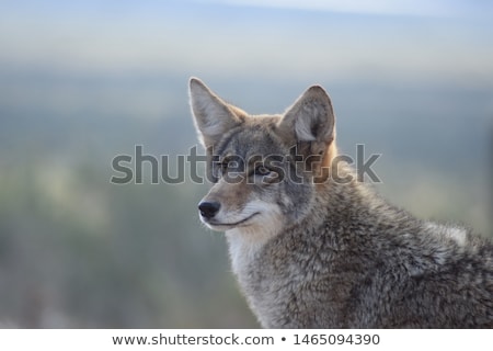 Stok fotoğraf: Coyote Canis Latrans