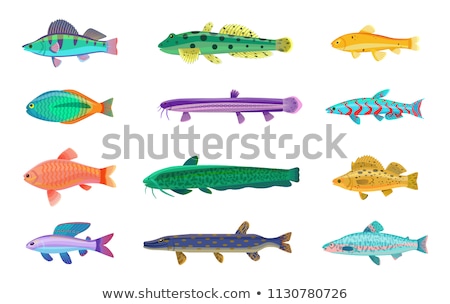 ストックフォト: Jack Dempsey And Cichlid Set Vector Illustration