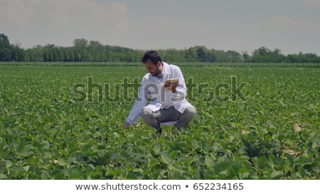 Foto stock: Farmer And Soy Bean Crop And Field Concept