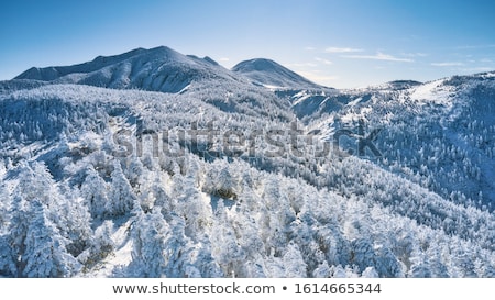 Stockfoto: Winter Forest In Japan